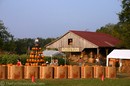Gentry's farm -- the best pumpkin patch in Franklin, Tennessee.