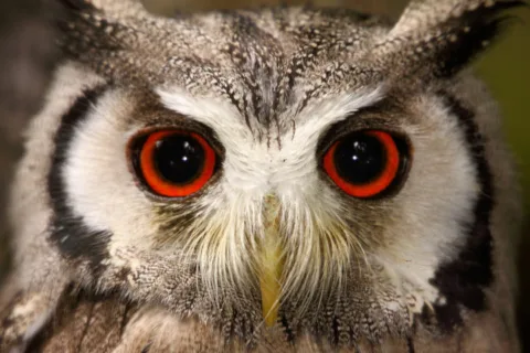 owl-photography